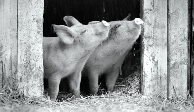 Como o discurso de Joaquin Phoenix no Oscar o conectou ao documentário ‘Gunda’