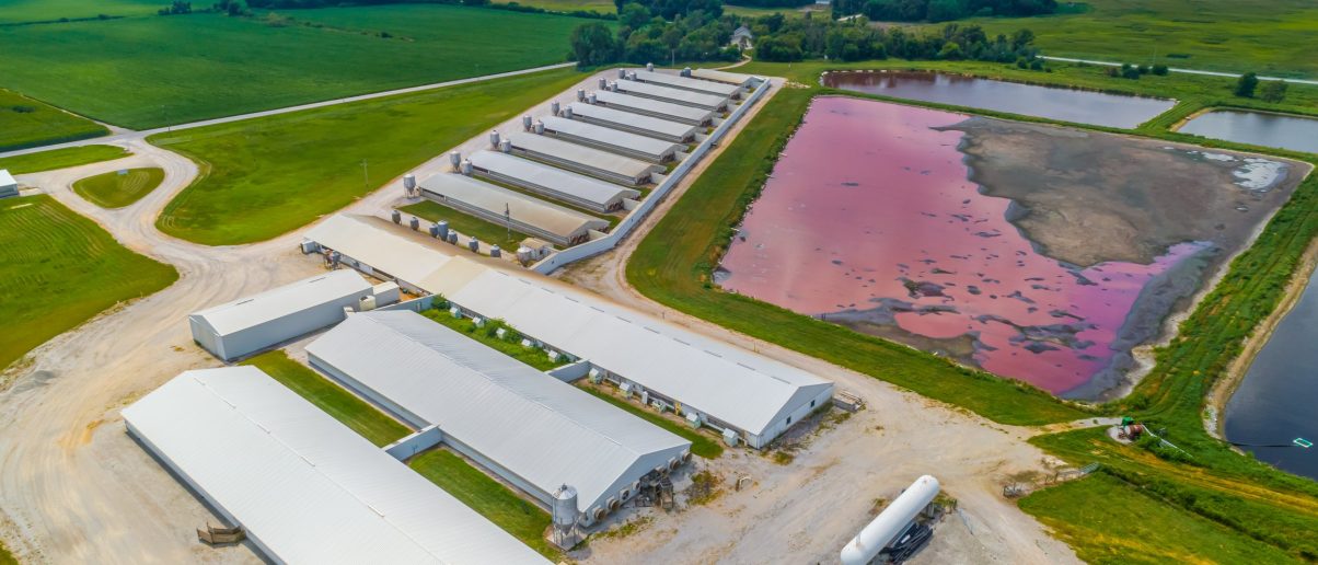 Joaquin Phoenix expõe “biogás” da agropecuária industrial