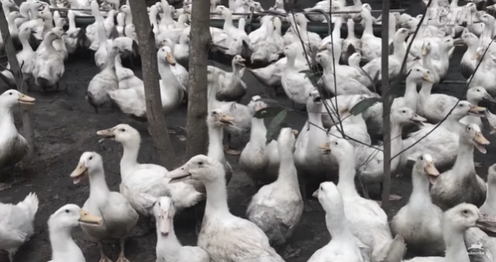 Joaquin Phoenix narra vídeo de investigação da PETA Asia expondo ‘Responsible Down’