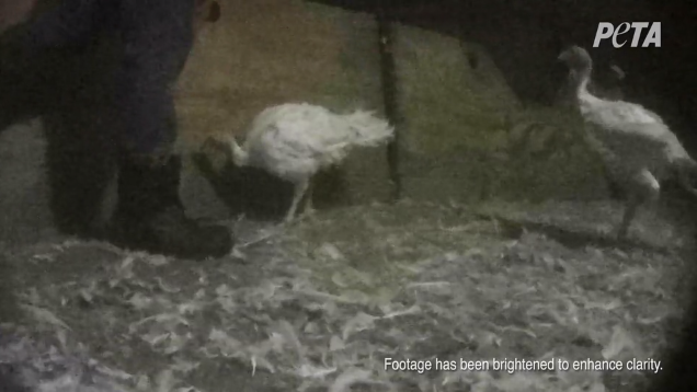 Joaquin Phoenix mostra a verdade sobre fornecedor de peru ‘humanitário’ em novo vídeo da PETA