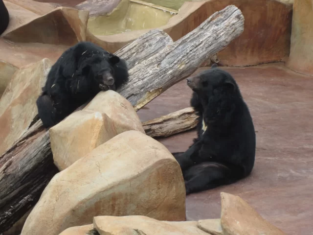 Joaquin Phoenix pede ajuda a ursos que sofrem no Tennessee Roadside Zoo