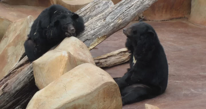 Joaquin Phoenix pede ajuda a ursos que sofrem no Tennessee Roadside Zoo